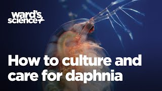 Caring and Culturing for Daphnia [upl. by Annabell]