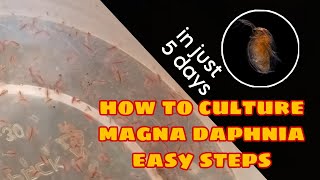 How to Culture Magna Daphnia Easily [upl. by Oilime]