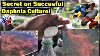 How to Culture Daphnia Successfully [upl. by Ellemrac]