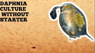 HOW TO CULTURE DAPHNIA NATURALLY WITHOUT A STARTER [upl. by Kaden]