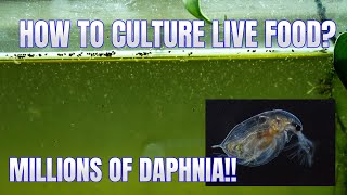 How to Culture Daphnia Secret Method to Breed MILLIONS  Simply Aquatic [upl. by Ragucci104]