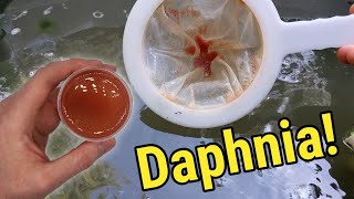 How I Culture Daphnia In Outdoor Tubs [upl. by Kelila]