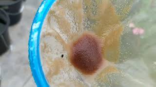 How to culture daphnia moina in a small container Part 1 English Subtitle [upl. by Annayr615]