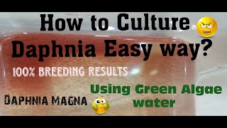 Daphnia MagnaHow to Culture Daphnia Easy wayCulturing Daphnia using Green water Daphnia [upl. by Koren427]