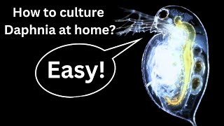 BEST Live Fish Food Beginner guide How to Culture Daphnia at home [upl. by Ettenajna]