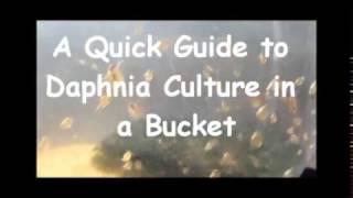 How to culture daphnia outside [upl. by Bigelow]