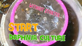 How to culture daphnia moina the easy way 1  Starting the Daphnia culture [upl. by Esiuol]