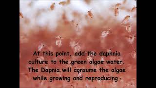 Daphnia  How to grow daphnia in your home [upl. by Tiras170]