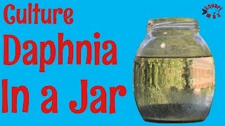 How to Culture Daphnia in a Jar [upl. by Valsimot]