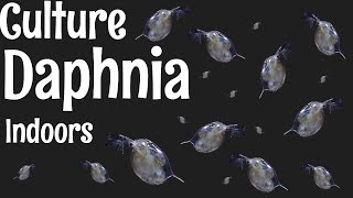 How to Culture Daphnia [upl. by Ciccia252]