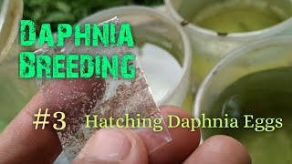 Daphnia Culture made simple and easy 3  Hatching Daphnia eggs [upl. by Petrick370]