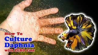 How to Culture Daphnia with ZERO Cost  Unlimited Live Food For Our Fish [upl. by Niuqauj]