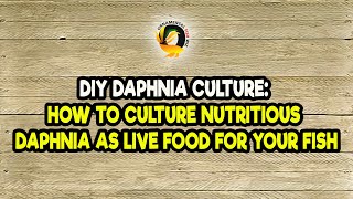 DIY Daphnia Culture How to Culture Nutritious Daphnia as Live Food for Your Fish [upl. by Rebah412]