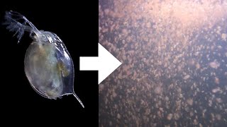 How I Culture Daphnia [upl. by Nylknarf167]