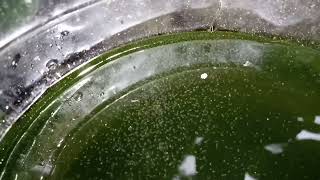 DAPHNIA MOINA CULTURE IN A SMALL BUCKET [upl. by Arikahs]