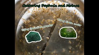 How To Culture Daphnia and Moinas using Green Water Spirulina powder [upl. by Eylhsa]