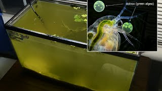 Raising Daphnia for the Freshwater Aquarium [upl. by Karine241]