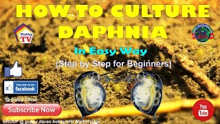 HOW TO CULTURE DAPHNIA In Easy Way [upl. by Nashner]